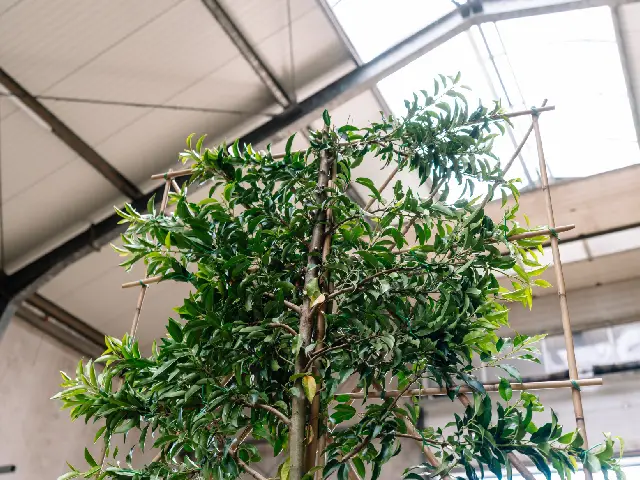 Krone einkürzen und schützen