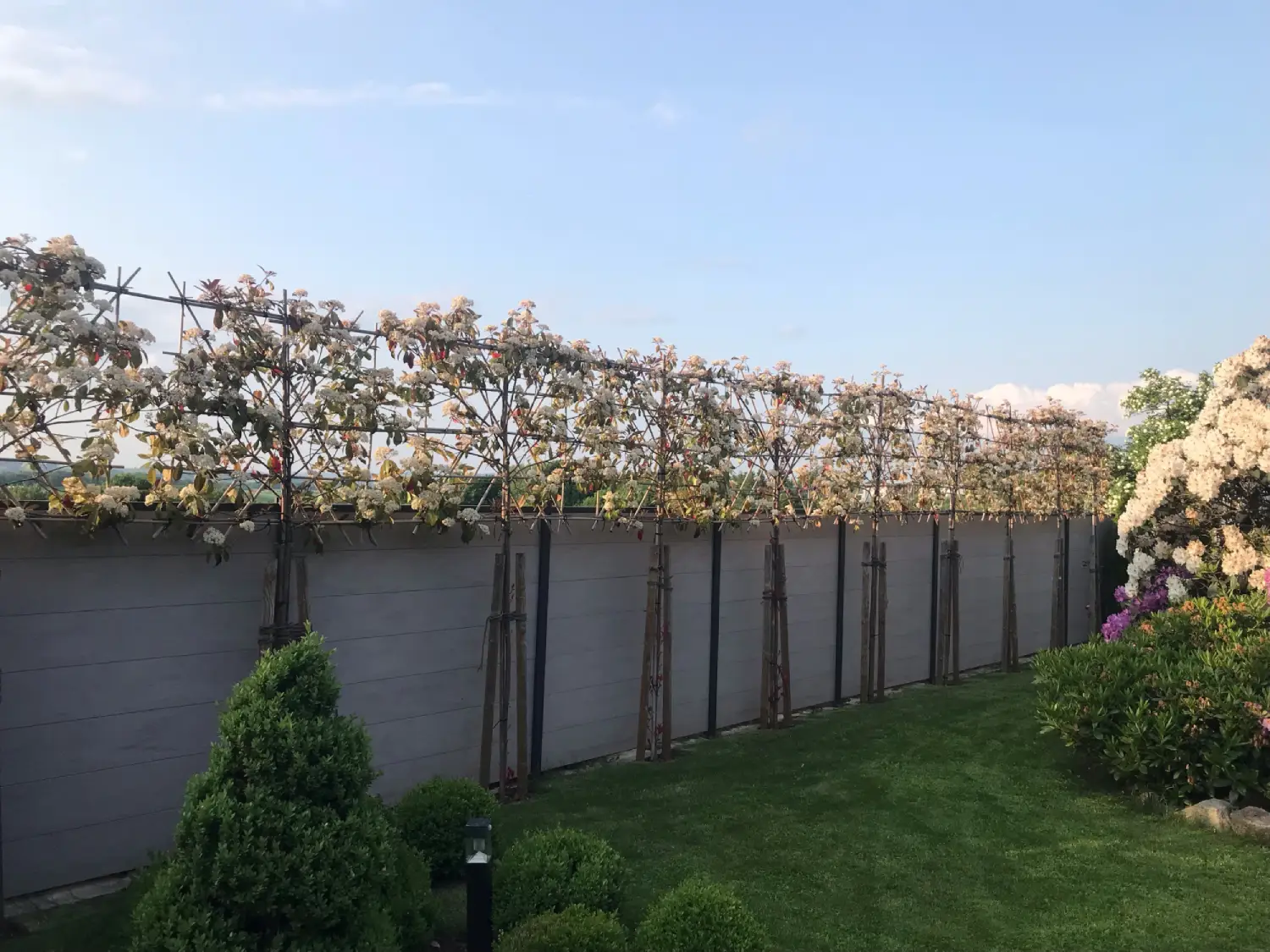 Spalierbäume pflanzen: Ihr Leitfaden 