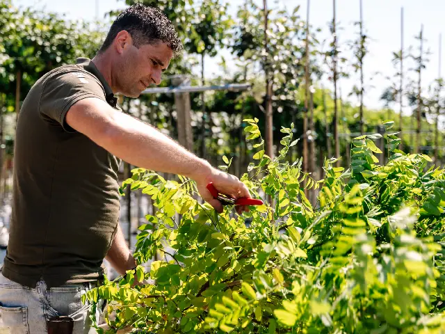 Spalierbäume schneiden fur ein gesunder Spalierbaum 