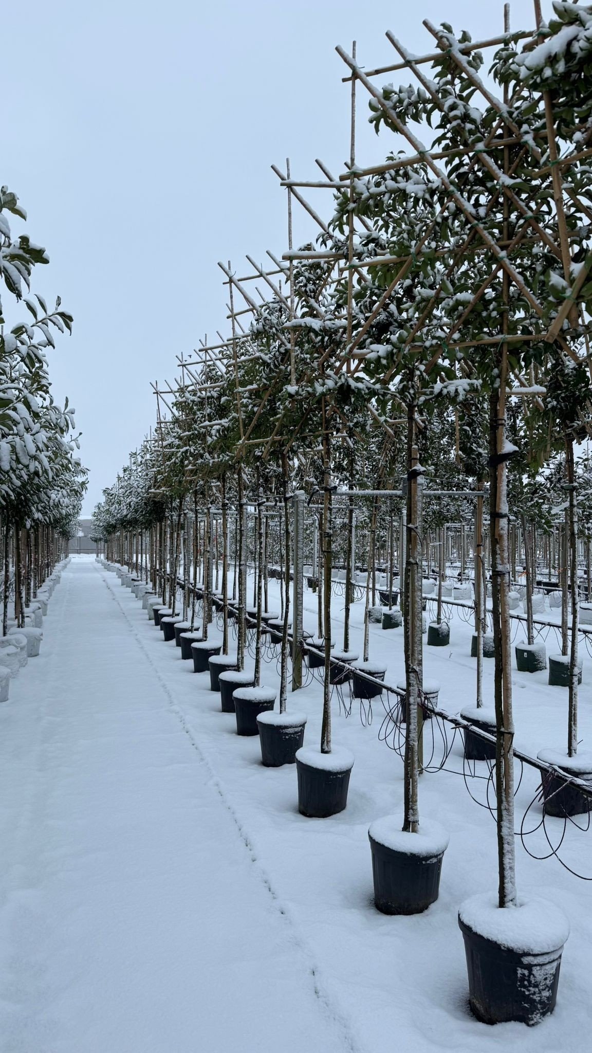 Sichtschutz Pflanzen: Welche sind winterhart & schnellwachsend?