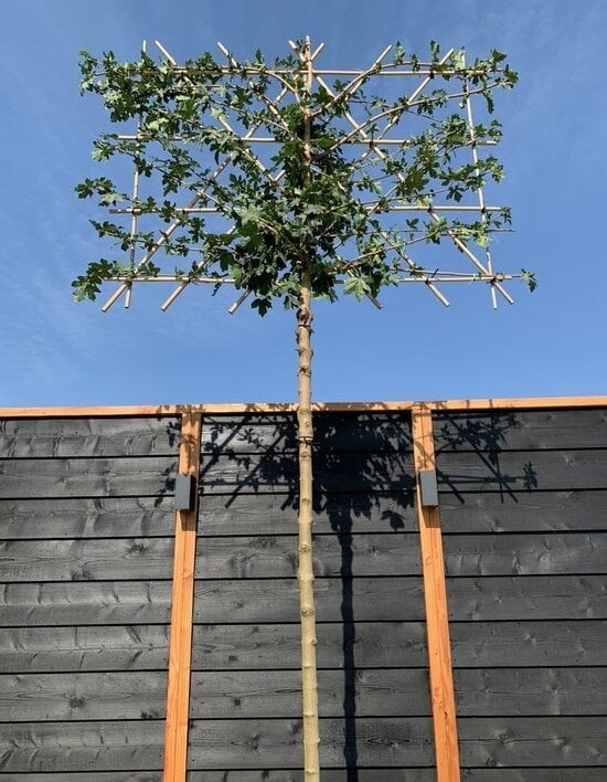 Sichtschutz Terrasse mit Pflanzen: Ideen & beste Bäume