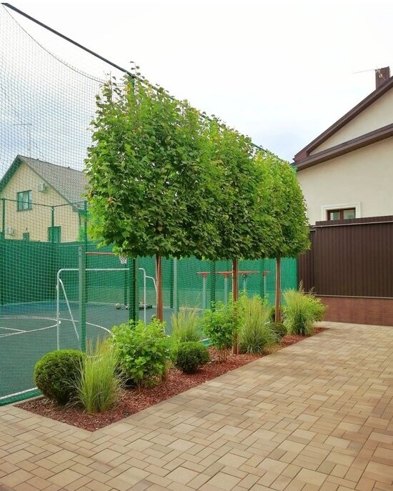 Schnell wachsender Sichtschutz: Die besten Optionen