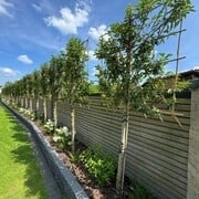Immergrüne Spalierbäume für jeden Standort: Sonne bis Schatten