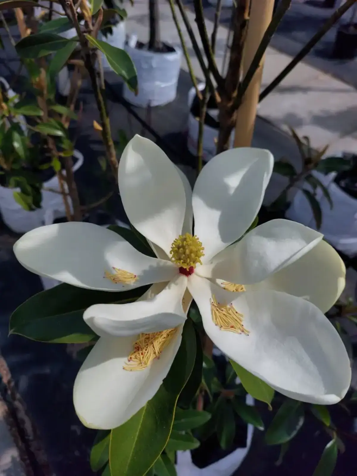 Immergrüne Magnolie als Spalierbaum: Pflege & Winterhärte