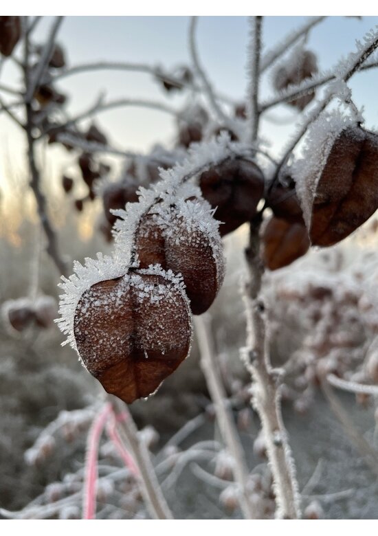 Blasenesche | Koelreuteria paniculata