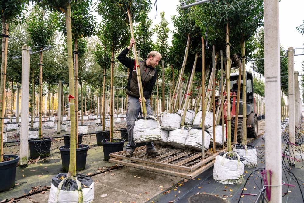 Bestellung fertig machen