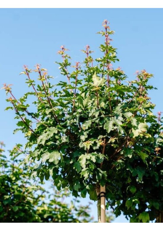 Kugel-Feldahorn 'Nanum' | Acer campestre 'Nanum'