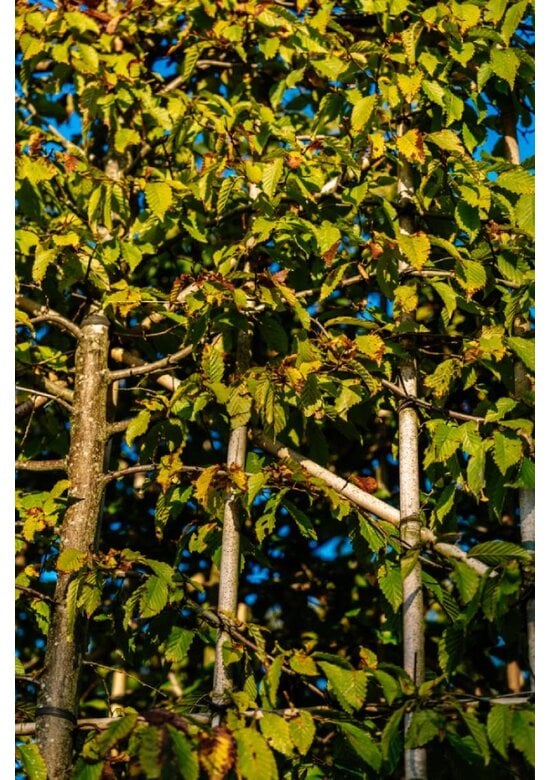 Hainbuche Spalier | Carpinus Betulus