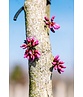 Kanadischer Judasbaum | Cercis canadensis