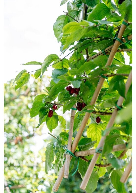 Kornelkirsche Spalier | Cornus mas