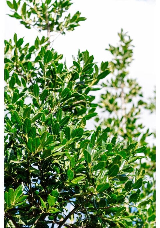 Ilex Baum Nellie R.Stevens | Ilex mutchagara 'Nellie R.Stevens'