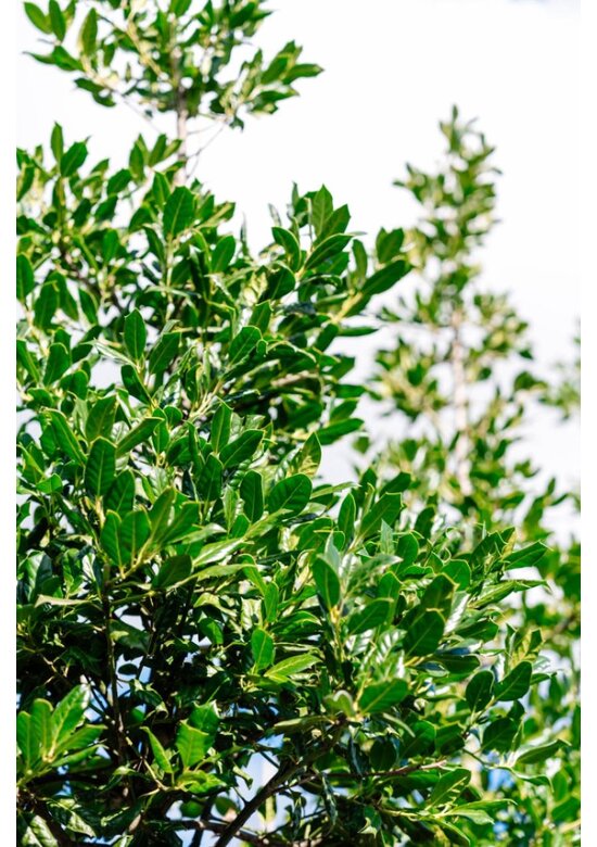 Ilex Baum Nellie R.Stevens | Ilex mutchagara 'Nellie R.Stevens'