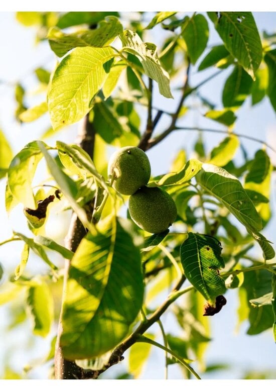 Wallnusbaum 'Rita' | Juglans regia 'Rita'