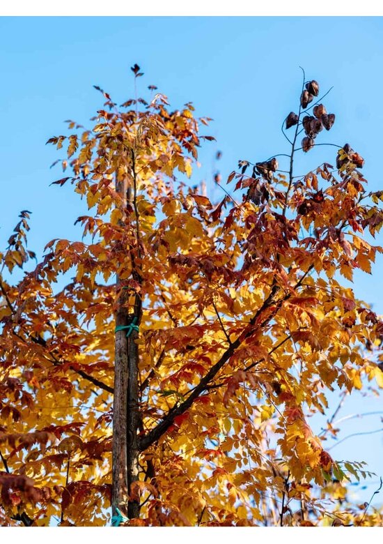 Blasenesche | Koelreuteria paniculata