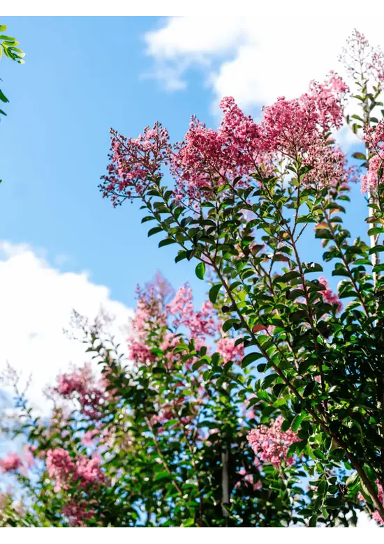 Kreppmyrte - Kräuselmyrte 'Muskogee' | Lagerstroemia indica 'Muskogee'
