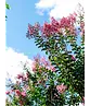 Kreppmyrte - Kräuselmyrte 'Muskogee' | Lagerstroemia indica 'Muskogee'