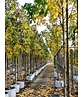 Amberbaum 'Worplesdon' | Liquidambar styraciflua 'Worplesdon'