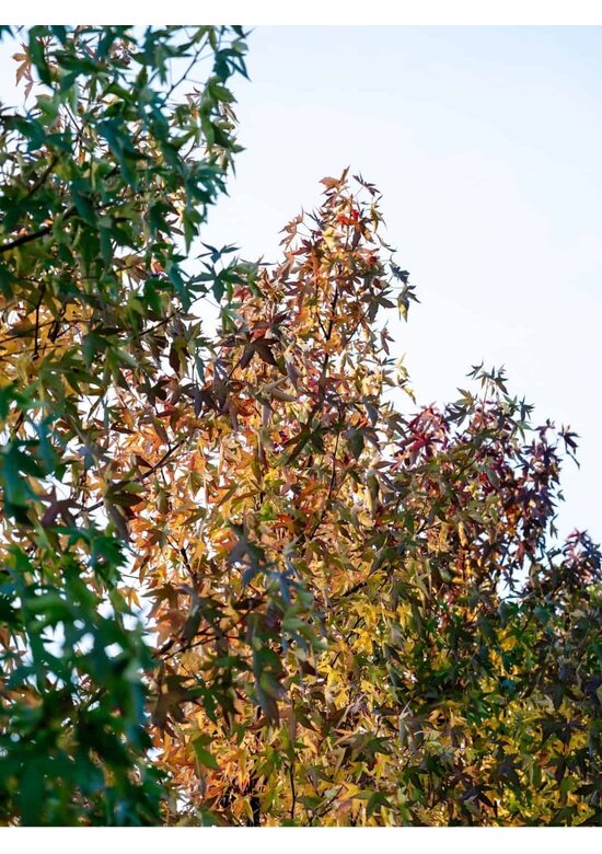 Amber spalierbaum | Liquidambar styraciflua