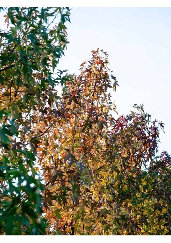 Amber spalierbaum | Liquidambar styraciflua