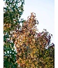 Amber spalierbaum | Liquidambar styraciflua