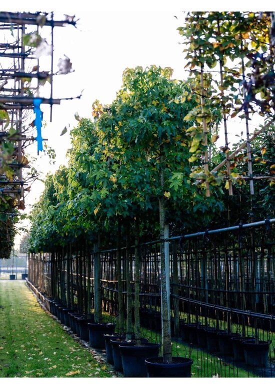 Amber spalierbaum | Liquidambar styraciflua