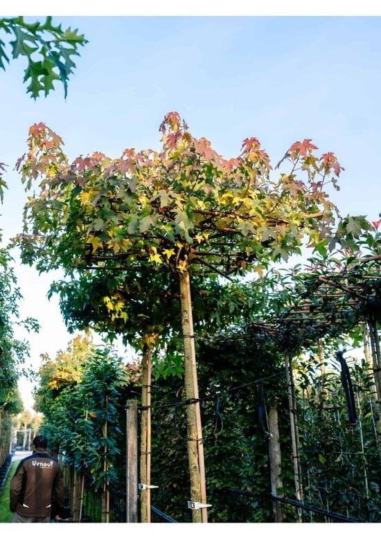 Amberbaum Dachform | Liquidambar styraciflua 'Worplesdon'