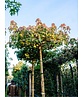 Amberbaum Dachform | Liquidambar styraciflua 'Worplesdon'