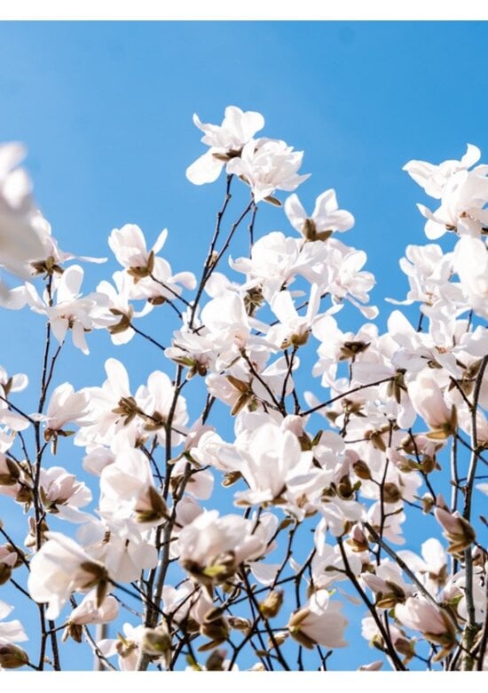 Kobushi Magnolie | Magnolia kobus