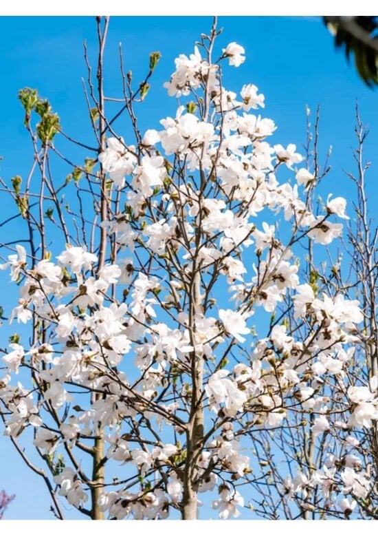 Magnolie 'Merrill' | Magnolia loebneri 'Merrill'