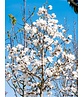 Magnolie 'Merrill' | Magnolia loebneri 'Merrill'