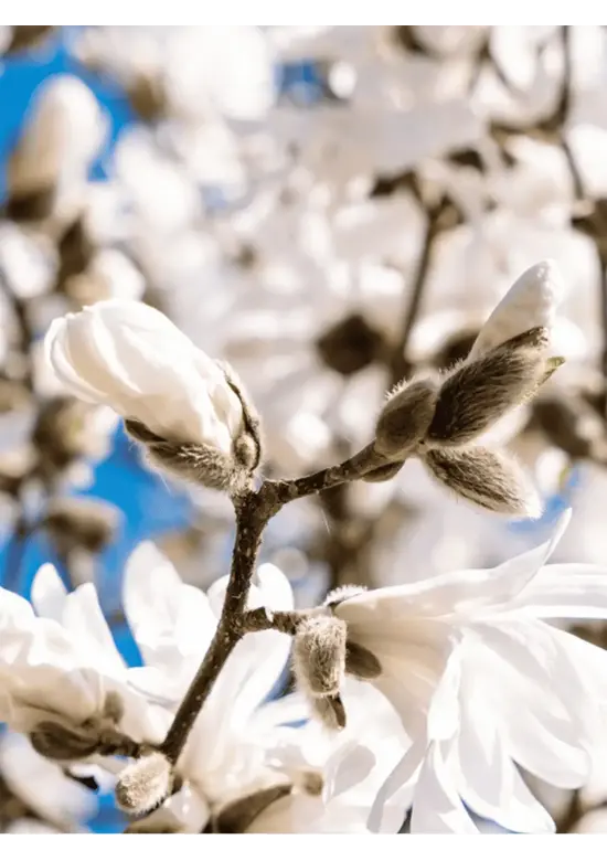Stern-Magnolie Hochstammbaum | Magnolia stellata