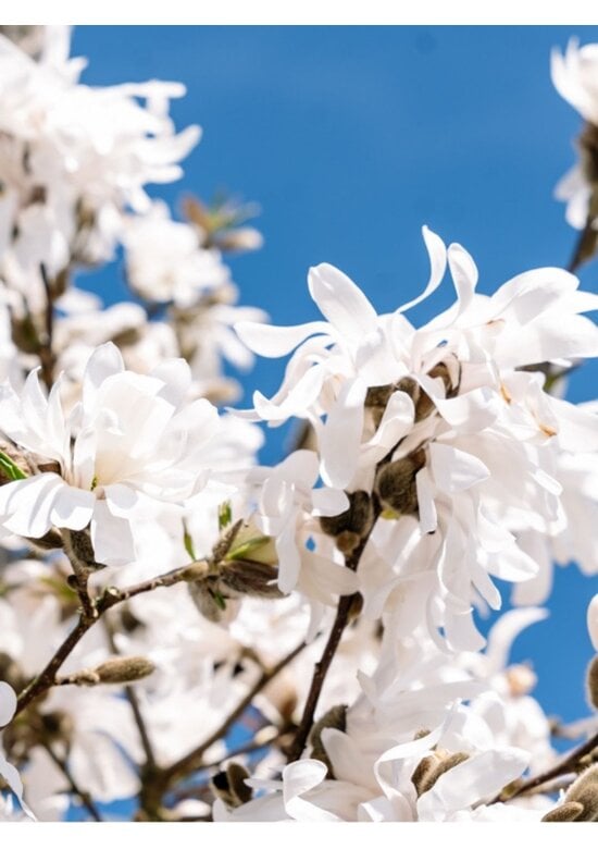 Stern-Magnolie Hochstammbaum | Magnolia stellata