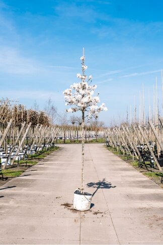 Stern-Magnolie Hochstammbaum | Magnolia stellata