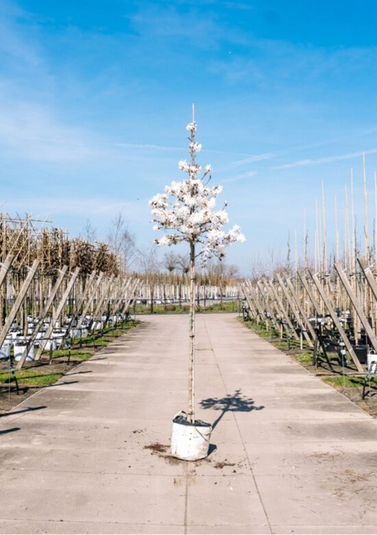 Stern-Magnolie Hochstammbaum Kaufen | 3 Jahre Garantie - Venovi