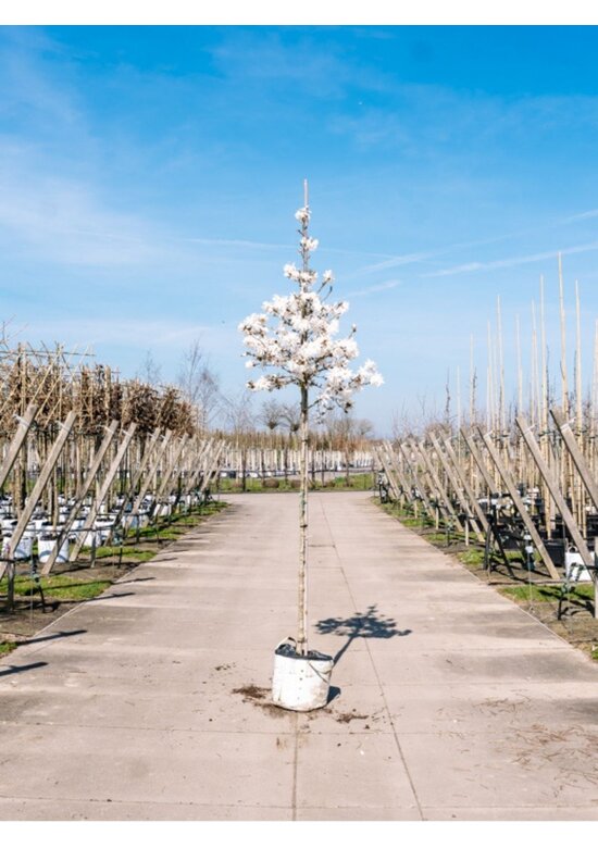 Stern-Magnolie Hochstammbaum | Magnolia stellata