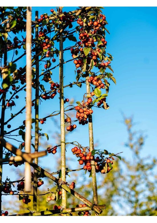 Zierapfel 'Evereste' als spalier | Malus 'Evereste'