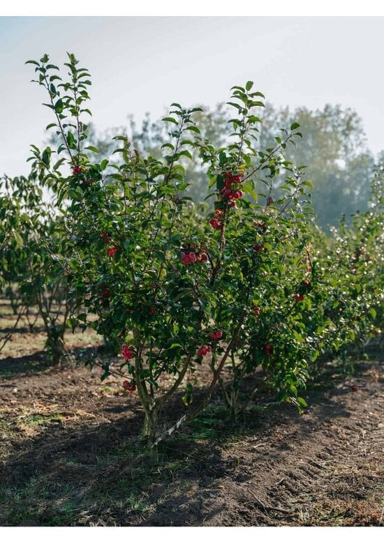 Zierapfel 'Red Sentinel' Mehrstämmig | Malus 'Red Sentinel'