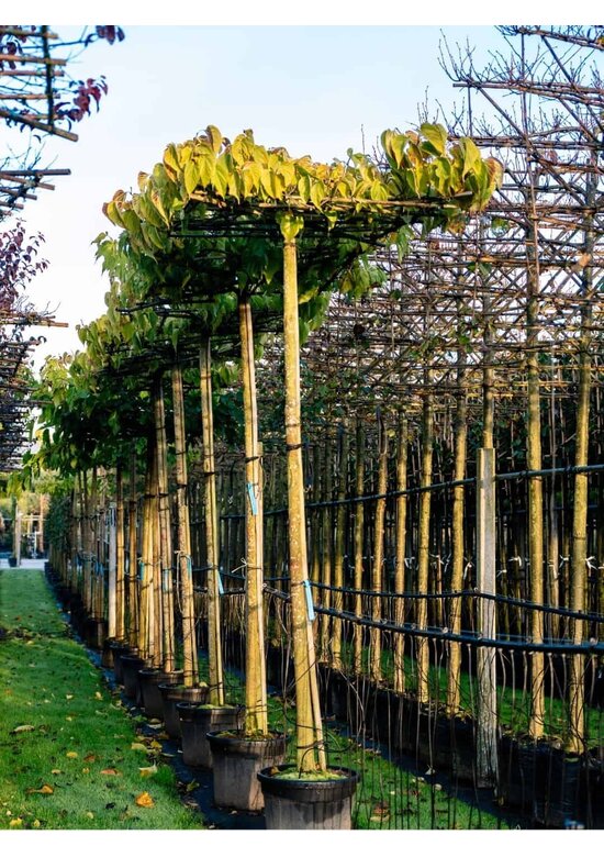 Weißer Maulbeerbaum 'Fruitless' Dachbaum | Morus alba 'Fruitless'