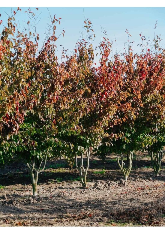 Persischer Eisenholzbaum mehrstämmig | Parrotia persica