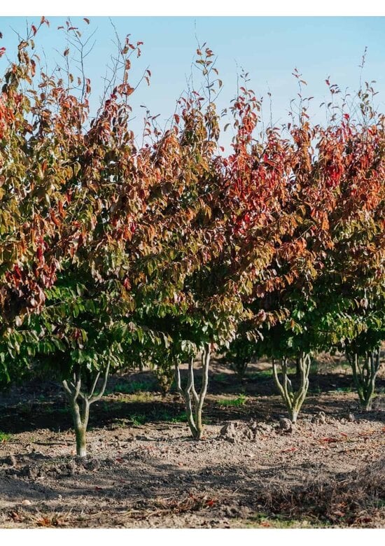 Persischer Eisenholzbaum mehrstämmig | Parrotia persica