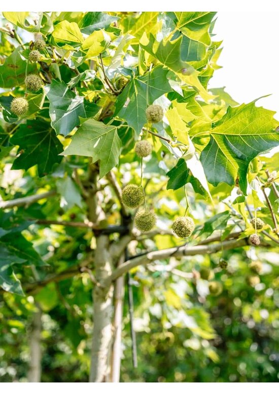 Dachplatane | Platanus hispanica