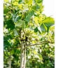 Dachplatane | Platanus hispanica