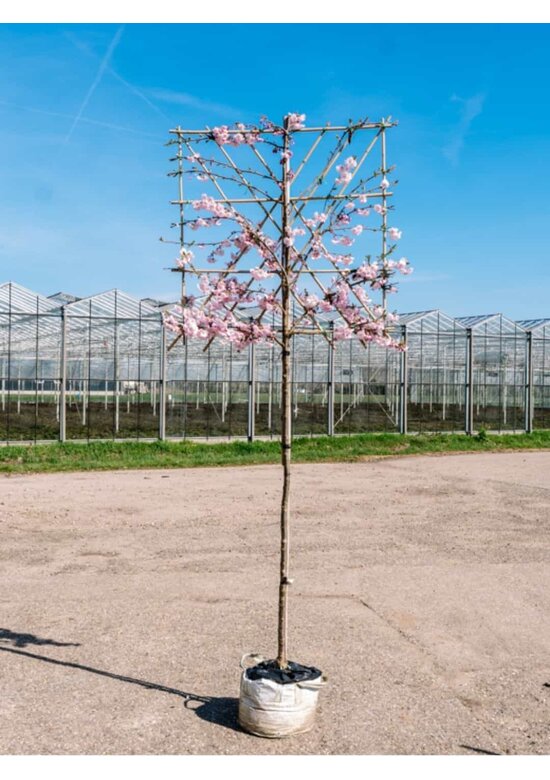 Zierkirsche Accolade Spalier | Prunus 'Accolade'