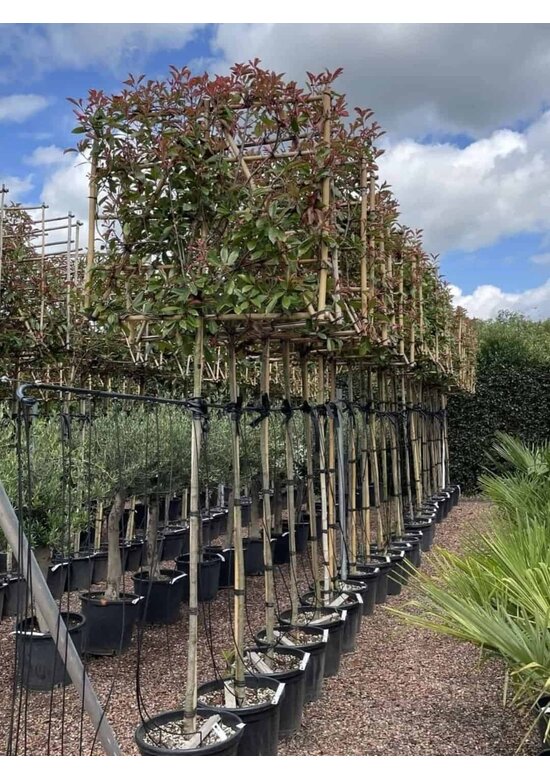 Glanzmispel Spalierbaum | Photinia fraseri 'Red Robin'