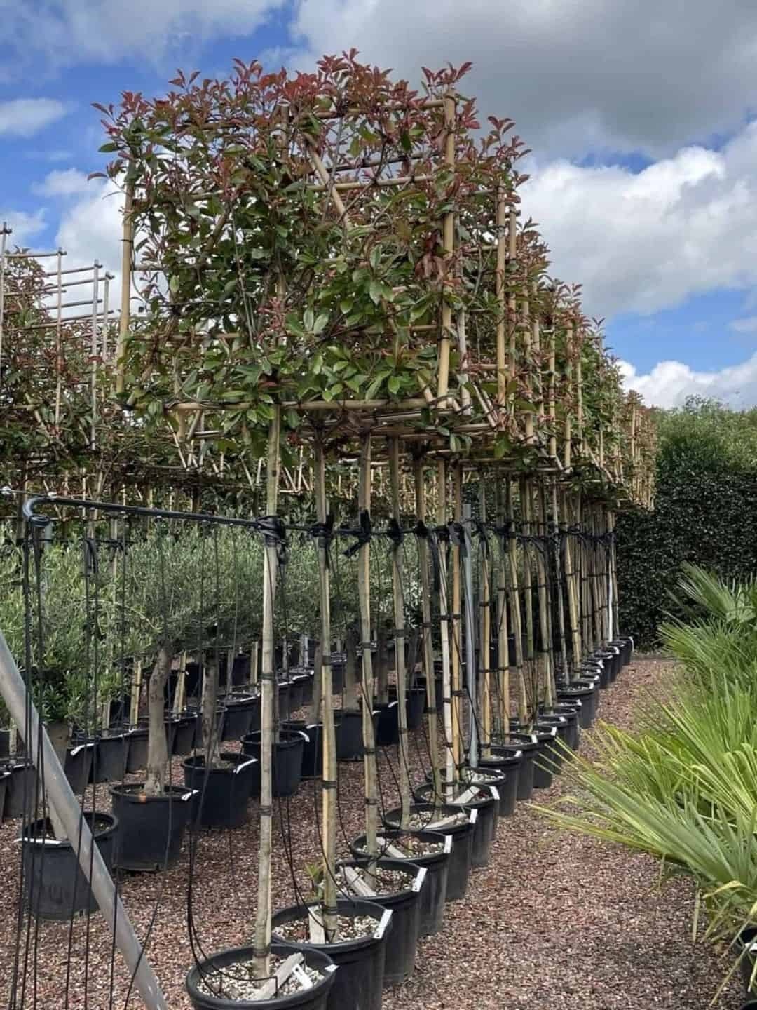 Glanzmispel Spalierbaum 'Red Robin' Photinia fraseri 'Red Robin'