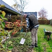 Spalierbaum Pflanzen