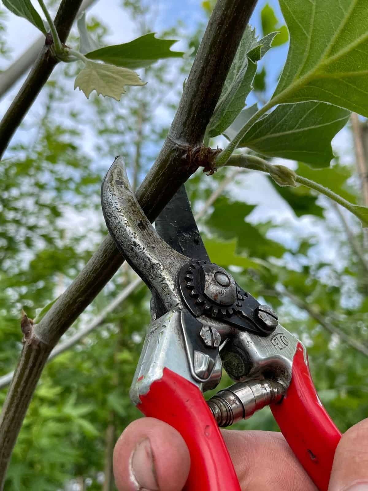 Spalierbaum Schneiden