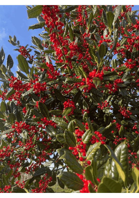 Ilex Baum Nellie R.Stevens | Ilex mutchagara 'Nellie R.Stevens'
