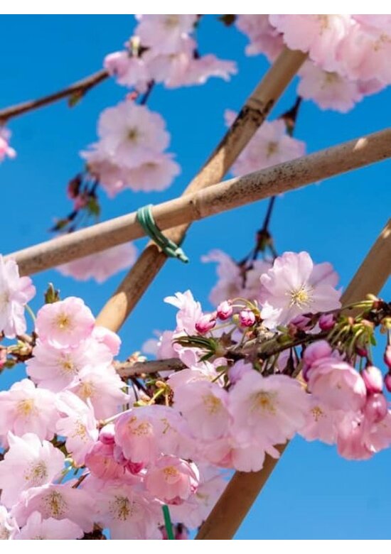 Zierkirsche Accolade Spalier | Prunus 'Accolade'