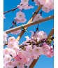 Zierkirsche Accolade Spalier | Prunus 'Accolade'
